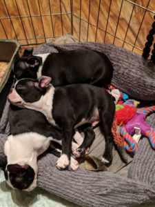 Nothing cuter than Boston Terrier puppies!