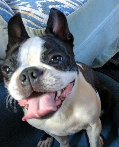 Booker the Boston Terrier after a rousing game of tug!
