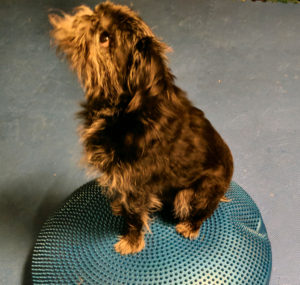 Training Tango, my Brussels Griffon dog, makes me happy!
