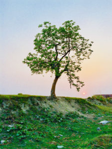 The tree pictured has resilience. It is growing off of a ledge. Learn how to grow your resilience with my new ebook.