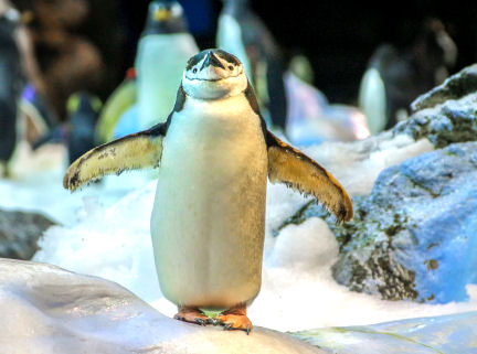 In winter time, walk like a penguin to prevent falls.